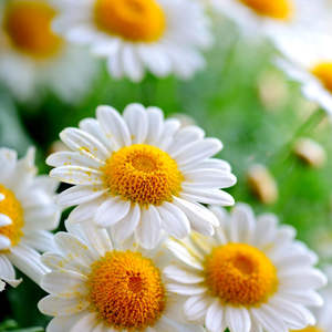 Fournisseur en vrac et grossiste d'huile de camomille égyptienne indienne à prix compétitif avec marque privée d'huile pressée à froid Huile de qualité supérieure - Product Image 2