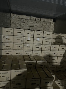 Chất lượng tốt số lượng lớn Việt Nam tươi gừng mới thu hoạch làm sạch cay bán buôn cho xuất khẩu kích thước 150 lên W/a0084786436556 - Product Image 5