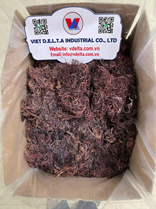 สาหร่ายทะเลแห้งเกรดพรีเมียม (Eucheuma Cottonii) จากเวียดนาม – จำหน่ายแบบขายส่ง - Product Image 4