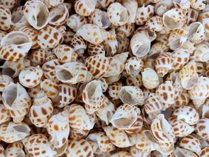 หอยฝาเงา-เปลือกหอยธรรมชาติจากเวียดนามมีหลายขนาดคุณภาพส่งออกพร้อมส่งราคาที่ดีที่สุด - Product Image 6