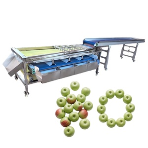 Clasificador de Tomates <span class=keywords><strong>Cherry</strong></span> y Arándanos por Tamaño - Máquina Clasificadora de Frutas Tipo Cinta Transportadora - Product Image 3