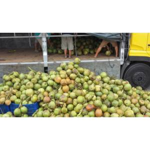 Échantillon gratuit 500ml d'eau de coco avec saveur de pomme Service OEM/ODM Personnalisable Marque privée Exportateurs de boissons au Vietnam - Product Image 2
