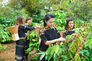 Vietnam Dalakon Dak Lak Vente en gros 500g Robusta Grain de café torréfié Plantation traditionnelle Récolté Sac Emballage exporté de - Product Image 4