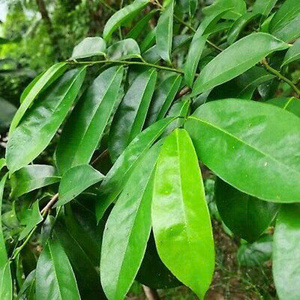 Goyavier séché doux du Vietnam, collation naturelle et saine, sans sucre ajouté, qualité supérieure, en vrac, pour l'exportation - Product Image 2