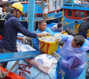 ปลาแอนโชวี่แห้ง วัตถุดิบอาหารระดับมืออาชีพสำหรับตลาดโลก รับผลิตฉลาก OEM ขายส่งหรือขายปลีก ราคาดี - Product Image 5