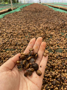 Granos de Café Verde Arábica Catimor de Vietnam, Proceso Honey, Grado Especial, Criba 16, Nueva Cosecha, 18 Meses de Vida Útil - Product Image 6
