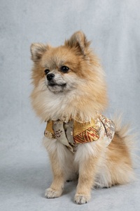 Blusa de Seda Premium para Perro Keicho-Shosen-Ezu, Prenda Tradicional de Alta Gama con Diseño de Pino, Talla (XS) - Product Image 2