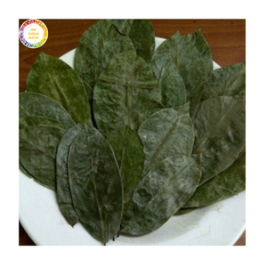 Feuilles de corossol séchées naturelles de qualité supérieure, feuilles de Graviola pour tisanes et bien-être, origine Vietnam - Product Image 1