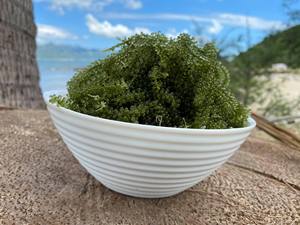 Uvas marinas-Caviar verde-Umibudo-Latok - Caulerpa Lentillifera-Uvas marinas deshidratadas // Lima - Product Image 2