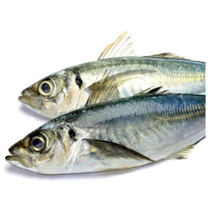 Poisson de haute qualité, thon de mer entier, thon du Pacifique congelé, à vendre - Product Image 1