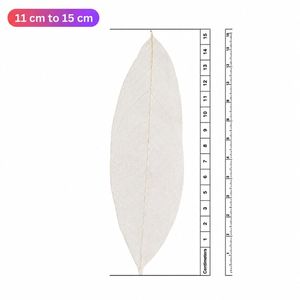 AQUA VRIKSHA Premium Natural Skeleton Champak Leaves for Crafts, Decoration, Resin Art & Floral Arrangements|11-15 CM|Pack of 50 - Product Image 4