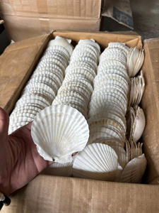 Conchas Marinas de Primera Calidad, Seguras, Limpias y Ecológicas, Ideales para la Elaboración de Velas y Manualidades, Precio de Fábrica - Product Image 5