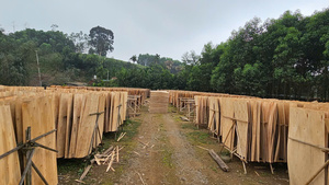 100% Natural Vietnam Rubberwood Rotary Veneer Eco-Friendly & Durable for Plywood Boards - Product Image 4