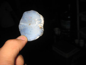 Écailles de poisson Best-seller 2026 Matière première naturelle pour la production de gélatine |   PRIX ABORDABLE ET QUALITÉ D'EXPORTATION - Product Image 2