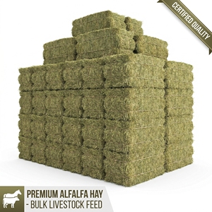 Foin d'alfalfa séché au soleil en balles, fourrage de qualité alimentaire pour bétail, chevaux, bovins, moutons, vente en gros, approvisionnement en vrac, exportateur - Product Image 6
