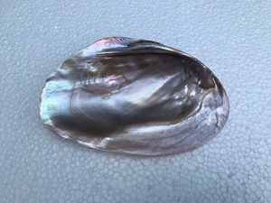 Concha de mejillón de concha de OSTRA de perla natural de agua dulce sin perla para cucharas y platos hechos a mano en Vietnam - Product Image 4