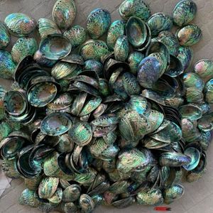 เปลือกหอยปูเสฉวนขายดี เป็นมิตรกับสิ่งแวดล้อม สีเหลือง ขาว เขียว เงิน สำหรับขายส่ง ตกแต่งพื้นที่สร้างสรรค์ เวียดนาม - Product Image 4