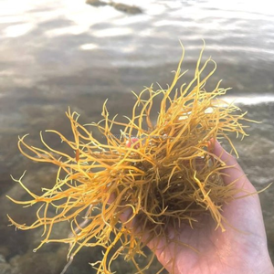 Alga Gracilaria Seca Premium (14% de Humedad) - Marca Kim Minh, Origen Vietnam, Empaque en Bolsa, 12 Meses de Vida Útil para Agar - Product Image 3