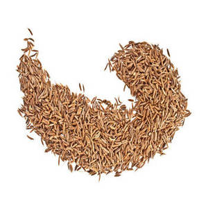 Comino Indio Entero Fresco para Restaurantes, Proveedores de Catering, Fabricantes de Alimentos y Compradores Mayoristas Internacionales - Product Image 4