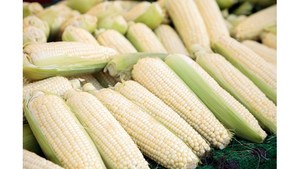 Excelente Opción, Alta Calidad, Excelente Precio, Semillas de Maíz Ceroso Orgánicas Secas para Cocina Saludable, Cereales, Industria de Snacks, a Granel - Product Image 6