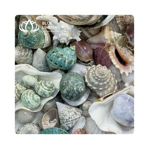 FRAGUENTOS DE CONCHAS MARINAS MÁS VENDIDOS para decoración e incrustaciones, uso en arte de resina, diseño artesanal y fabricación de joyería, Vietnam - Product Image 1