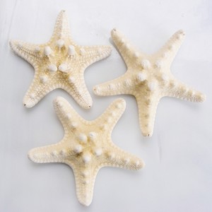 Prix compétitif, étoiles de mer naturelles séchées, étoiles de mer à vendre, décoration sur le thème marin - Product Image 1