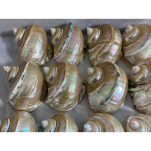 Premium Natural Turbo <b>Shell</b> With Handmade Finish Durable Marine <b>Ornament</b> For Coastal Decoration And Gift Collection - Product Image 1