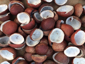 Noix de coco déshydratée riche en matières grasses (60-65%) pour la fabrication de lait de coco en poudre, la pâtisserie, les garnitures de chocolat et l'utilisation comme ingrédient alimentaire industriel. - Product Image 5