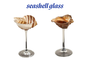 Concha de Turbo Burgess pulida con acabado perla para colección - Conchas marinas de Vietnam más vendidas en varios tipos - Conchas de caracoles marinos - Product Image 2