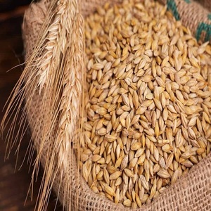 Blé à grains longs biologique pur de haute qualité, adapté à la production de farine, à la pâtisserie et à la fabrication alimentaire - Product Image 4