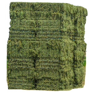 หญ้าอัลฟัลฟ่าราคาถูกมาก / หญ้าอัลฟัลฟ่าคุณภาพดี - Product Image 3