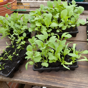 Venta al por mayor de pellets de fibra de coco D35mm D42mm, discos de germinación de semillas, pastillas de turba de coco biodegradables Jiffy, Eco2Go Vietnam para plantación en jardín - Product Image 6