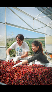 HANCOFFEE Standard 100% Robusta Roasted Whole <b>Coffee</b> <b>Beans</b> Medium Roast Strong Intensity Dark <b>Chocolate</b> Bulk Bags Factory OEM/OD - Product Image 5