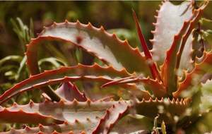 Hojas Secas de Aloe Vera Orgánico de Primera Calidad para el Cuidado de la Piel y el Cabello, Empaque Personalizado, Exportadas a Granel desde el Sur de la India - Product Image 6
