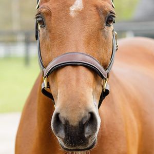Licol pour cheval en cuir indien teint à la main de qualité supérieure avec boucle en laiton, rembourrage doux en cuir de vache, produits en cuir de haute qualité - Product Image 3
