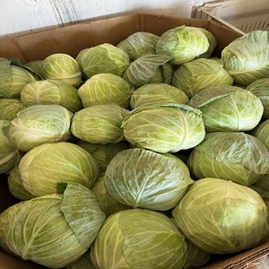 Repollo Verde Orgánico de Alta Calidad, Venta al Por Mayor Directa de Fábrica, Vegetal Fresco y Crujiente para Venta Minorista - Product Image 1