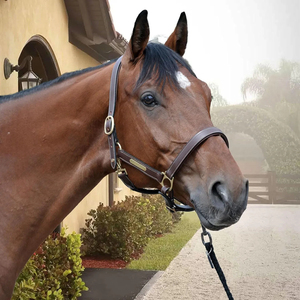 Dernier design, prix abordable : Harnais d'équitation pour l'entraînement / Meilleurs harnais de cheval réglables avec sangle de nez, faible MOQ - Product Image 6