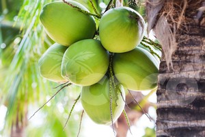 มะพร้าวน้ำหอมสดพรีเมียมจากเวียดนาม - น้ำหวานธรรมชาติ - ราคาขายส่งที่ดีที่สุด // คุณทอม - Product Image 4