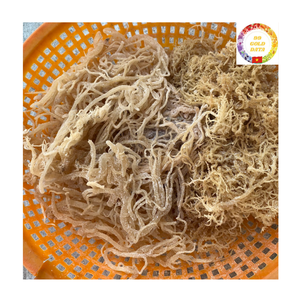 Mousse de mer en gros |   Algues marines naturelles et biologiques |   Mousse dorée séchée |   Fournisseur d'exportation en gros - Product Image 4