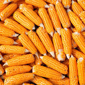 Maíz Amarillo de Alta Calidad para la Industria Alimentaria, Alimento para Animales, Venta al por Mayor, Exportación, Suministro a Granel, Grano de Maíz Natural de Primera Calidad - Product Image 5