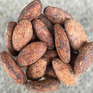 พร้อมส่งเมล็ดโกโก้พรีเมียมขายส่งจำนวนมาก คุณภาพดีที่สุดสำหรับการส่งออก - Product Image 4