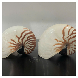 Concha de Nautilus Pulida para Decoración del Hogar, Decoración de Acuarios y Materiales para Manualidades con Precios Competitivos de Exportación - Product Image 1
