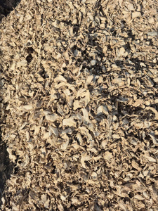 Venta al por mayor de rodajas de jengibre amarillo de alta calidad para la elaboración de té, suministro a granel - Product Image 3