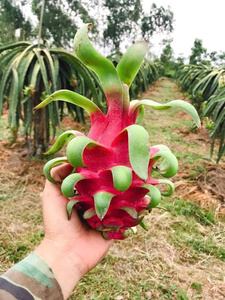 Dragon <span class=keywords><strong>fruit</strong></span> rouge <span class=keywords><strong>de</strong></span> haute qualité, 100% frais, agriculture biologique, OEM & ODM disponibles, Dragon <span class=keywords><strong>fruit</strong></span> rouge courant - Product Image 3