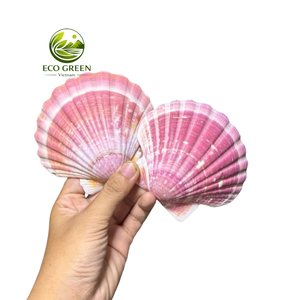 Coquille Saint-Jacques Grande Naturelle Sea Breeze, Bol de Service Luxe pour Plage, Artisanat DIY, Décoration de Table de Mariage, Décoration d'Aquarium, Vente en Gros Vietnam - Product Image 4