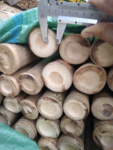 Tuteurs en bambou de qualité supérieure pour les jardins potagers biologiques, les fermes et les applications en pépinière - Product Image 2