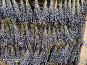Flores de Lavanda Secas de Alta Calidad, Flores Botánicas Naturales Enteras, Ingredientes Herbales Probados en Laboratorio para Aromaterapia - Product Image 4