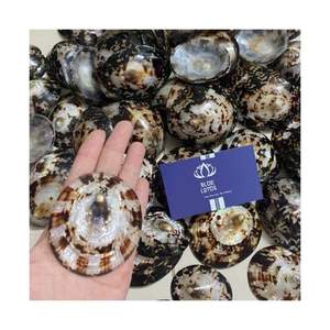 Conchas de Limpet Miniatura 2026 MÁS VENDIDAS para Manualidades y Arte en Miniatura, Conchas Marinas Puras, Limpias y Seguras, Tamaño Pequeño, Decoración Costera, Paquete - Product Image 3