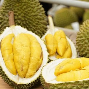 Durian Fresco de la Mejor Calidad |   Vietnam exporta frutas tropicales frescas - Product Image 3