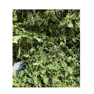 ใบเซนเทลล่าเอเชียติก้าอบแห้ง ไม่มีสารเติมแต่ง บริสุทธิ์ ช่วยลดความร้อน ชาสมุนไพรบำรุงร่างกาย บรรจุภัณฑ์แบบขายส่ง - Product Image 1